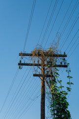 a wooden, electric pole by the railroad tracks