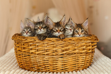 6 multi-colored charming Maine Coon kittens 2 months old