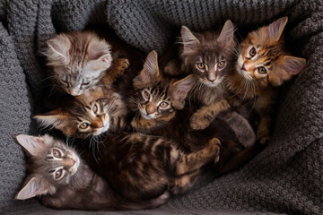 Maine Coon kittens 2 months old in a cardboard box