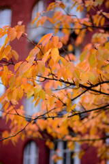 Beautiful Colorful Autumn Leaves Background vertical
