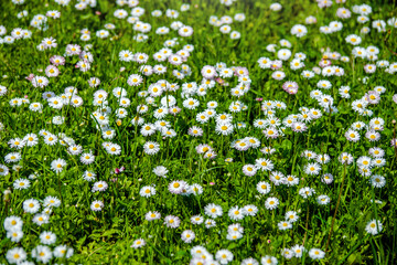 White small daisies blooming on grass background
