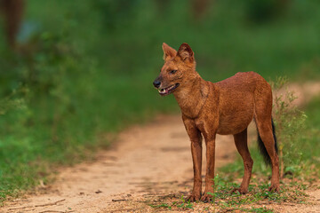 Wild Dog or Indian Dhole or Whistling Hunter from Nagarhole National Park Karnataka India