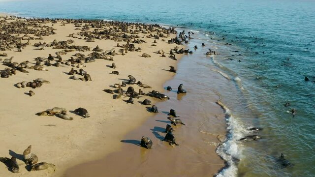 Spectacular aerial close-up fly over view of a large colony of Cape fur seals swimming and lying on the coastline basking in the sun