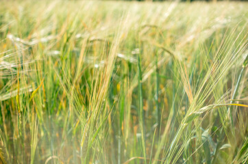 Harvest bread. Background from ripe ears of bread. Yellow and green wheat field. Close-up of nature.