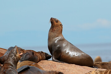 Brown (Cape) fur seal (Arctocephalus pusillus) on coastal rocks, South Africa.