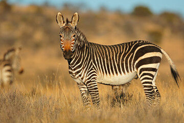 Fototapeta na wymiar Cape mountain zebra (Equus zebra) in natural habitat, Mountain Zebra National Park, South Africa.
