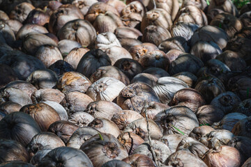 Pile of old coconuts on the ground