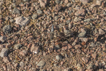 Dragonfly, close-up. on gravel road Scandinavian nature Finland