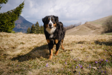 Obraz na płótnie Canvas Beautiful mixed tricolor dog with Bernese mountain dog look