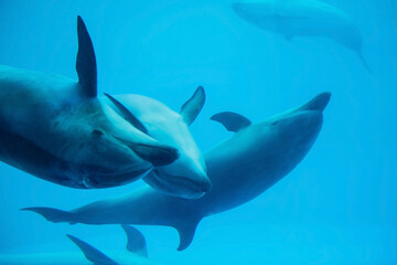 Sea dolphins swimming show in aquarium, Nagoya