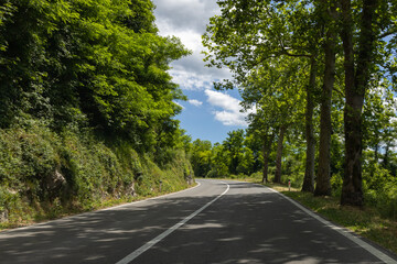 Road in the countryside lined with trees, blue skies and  some pretty clouds.