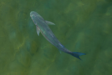 fish in the water