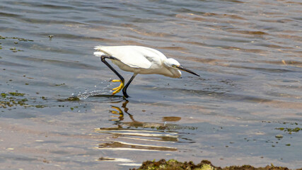 great blue heron