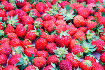 イチゴ　あすかルビーの絨毯　