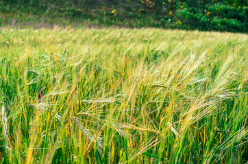 A field with wheat ears. Landscape and natural nature background. Agriculture. Harvest bread.