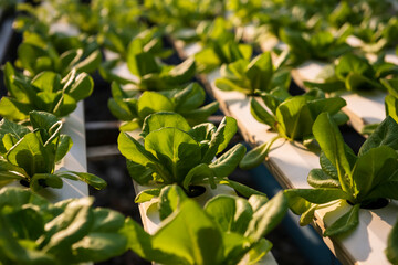 Fototapeta na wymiar hydroponic Cos Lettuce in greenhouse farm
