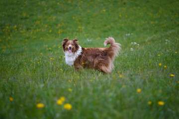 Red tricolor Australian shepherd dog