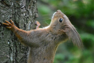 Portrait of a squirrel on a tree in an autumn forest.