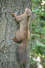 Portrait of a squirrel on a tree in an autumn forest.