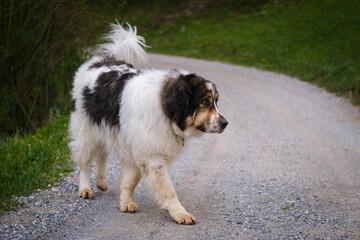 Naklejka na ściany i meble Tornjak - Bosnian Herzegovinian - Croatian Shepherd dog