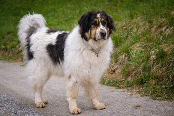 Tornjak - Bosnian Herzegovinian - Croatian Shepherd dog