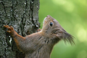 Portrait of a squirrel on a tree in an autumn forest.
