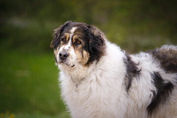 Tornjak - Bosnian Herzegovinian - Croatian Shepherd dog