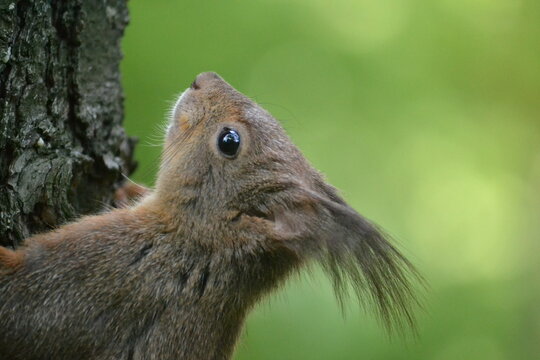 Portrait of a squirrel on a tree in an autumn forest.