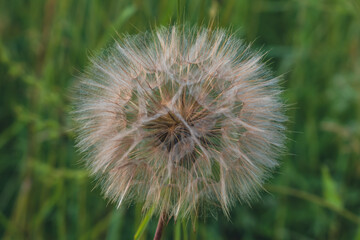 Fluffy dandelion fluff in a green meadow.