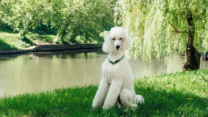 A purebred standard white poodle dog sits on a green lawn and waits for the training command....