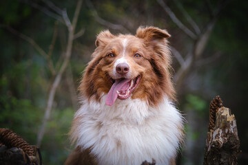 Red tricolor Australian shepherd dog