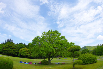 大きな一本の木の下にたくさんのカラフルなリュックサック