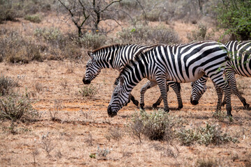 Obraz na płótnie Canvas playful zebras play with each other while eating in the bush