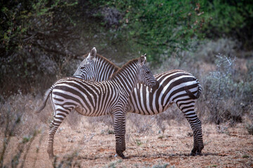 Fototapeta na wymiar playful zebras play with each other while eating in the bush