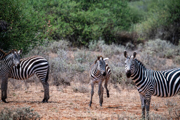 playful zebras play with each other while eating in the bush