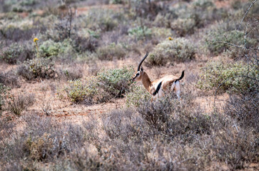 antelope eating juicy green grass in the meadows in the national park