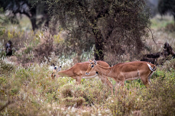 antelope eating juicy green grass in the meadows in the national park