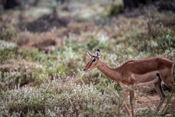 antelope eating juicy green grass in the meadows in the national park