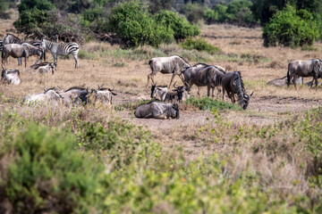 antelope eating juicy green grass in the meadows in the national park