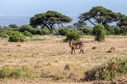 antelope eating juicy green grass in the meadows in the national park