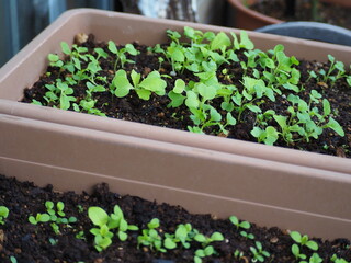 プランター栽培