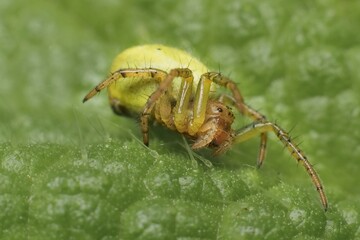 little young green spider Nigma