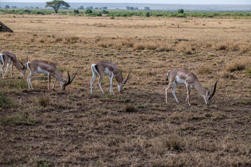Naklejka premium antelope eating juicy green grass in the meadows in the national park