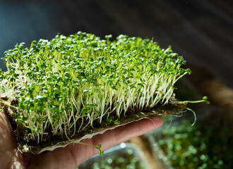 Hold microgreen watercress on hand. Germinating seeds on linen mats. Sprouts of lettuce and other greens. Healthy vitamin food. Grow at home. Hobby and urban gardening