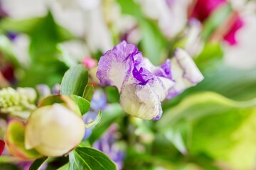 Abstract multicolored floral background texture, close-up flowers and buds