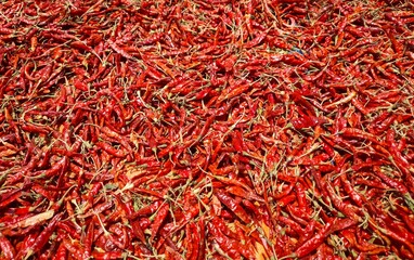 Fototapeta premium Stack of Dry Red Chilies in Sunlight in Horizontal Orientation, Perfect for Background