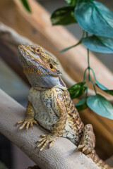 Bearded dragon (pogona vitticeps) sitting on the branch