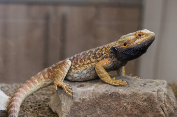 Bearded dragon (pogona vitticeps) with black beard