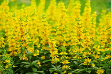 Garden Loosestrife, meadow with yellow flowers and herbs. Garden Plants Background, header for the site