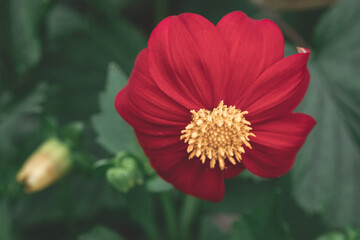 Elegant red dahlia. Macro, close up. Annual dahlias. Garden decoration, landscaping. Floral...